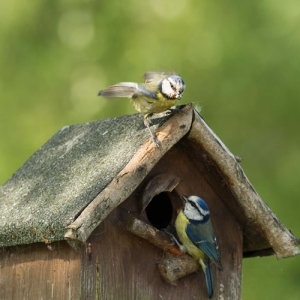 Redwell   07 06 2016   D3s (33 Of 136).jpg